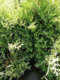 Cypruštek hrachonosný White Beauty, Chamaecyparis pisifera 20 - 30 cm, 3l