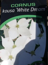 Drieň japonský White dream , Cornus kousa, +100 cm, kontajner 20l