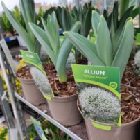 Cesnak obrovský White Giant, Allium giganteum , kont. 3l