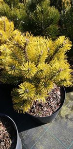 Borovica horská Wintergold, Pinus mugo 20 - 40 cm, kont. 3l