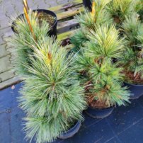 Borovica Schwerinova Wiethorst, Pinus x schwerinii, kontajner C5,  30 – 50 cm