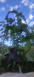 Ambrovník styraxový Worplesdon, Liquidambar styraciflua, + 150 cm, kontajner 5l