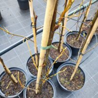 Ambrovník styraxový Worplesdon, Liquidambar styraciflua, + 150 cm, kontajner 5l