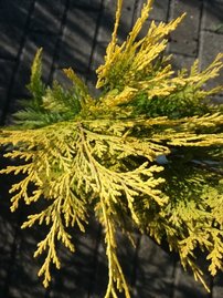 Cypruštek Lawsonov Winston Churchill, Chamaecyparis lawsoniana, 40 - 50 cm, kont. 3l