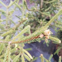 Smrek biely Xavery, Picea Glauca, 50 - 120 cm, kont. 5l