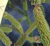 Smrek biely Xavery, Picea Glauca, 50 - 120 cm, kont. 5l