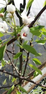 Hruška obyčajná Xenia , Pyrus communis 130 - 150 cm, kont. 3,5 l