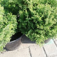 Cypruštek tupolistý Chamaecyparis obtusa CHABO-YADORI,  30-40cm, kont. C3L