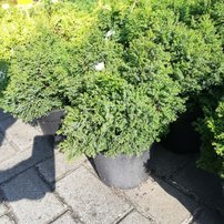 Cypruštek tupolistý Chamaecyparis obtusa CHABO-YADORI,  30-40cm, kont. C3L