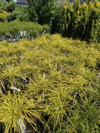 Tuja riasnatá Golden Whipcord, Thuja plicata  kontajner C5 na kmienku 80-90 cm