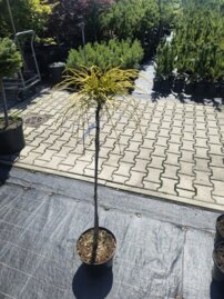 Tuja riasnatá Golden Whipcord, Thuja plicata  kontajner C5 na kmienku 80-90 cm