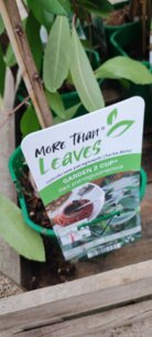 Cezmína paraguajská, Yerba mate, kont. 2l + 100 cm