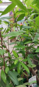 Cezmína paraguajská, Yerba mate, kont. 2l + 100 cm