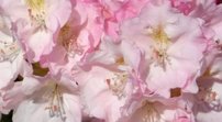 Rododendron Yours Truly, Rhododendron, 30 - 50 cm, kont. 5l