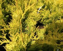 Tuja západná Yellow Ribbon, Thuja occidentalis 40 - 60 cm, kont. 3l