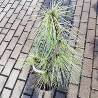 Borovica himalájska Zebrina, Pinus wallichiana, 25 – 30 cm, kont 3l