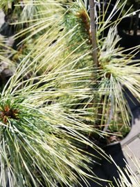 Borovica himalájska Zebrina, Pinus wallichiana, 25 – 30 cm, kont 3l