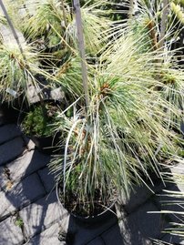 Borovica himalájska Zebrina, Pinus wallichiana, 25 – 30 cm, kont 3l