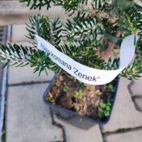 Jedľa kórejská Zenek, Abies koreana +120 cm, kont. 60l