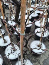 Judášovec kanadský Zig Zag, Cercis canadiensis, + 180 cm, kontajner 10l