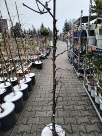 Judášovec kanadský Zig Zag, Cercis canadiensis, + 180 cm, kontajner 10l