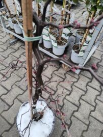 Judášovec kanadský Zig Zag, Cercis canadiensis, + 180 cm, kontajner 10l