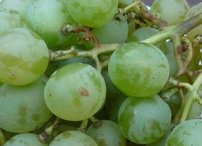 Vinič hroznorodý Zoluška, Vitis vinifera, kontajnerovaná sadenica 1 l