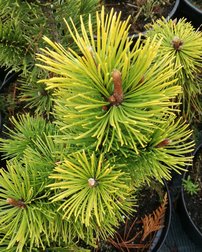 Borovica horská Zundert, Pinus mugo 25 - 45 cm, kont. 3l